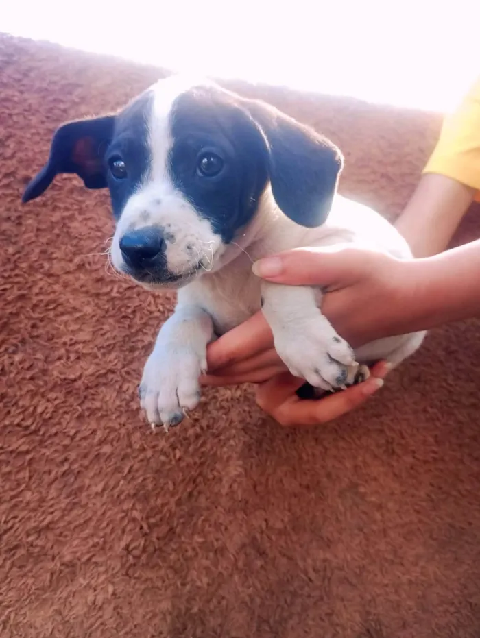 Cachorro ra a SRD-ViraLata idade Abaixo de 2 meses nome Bob