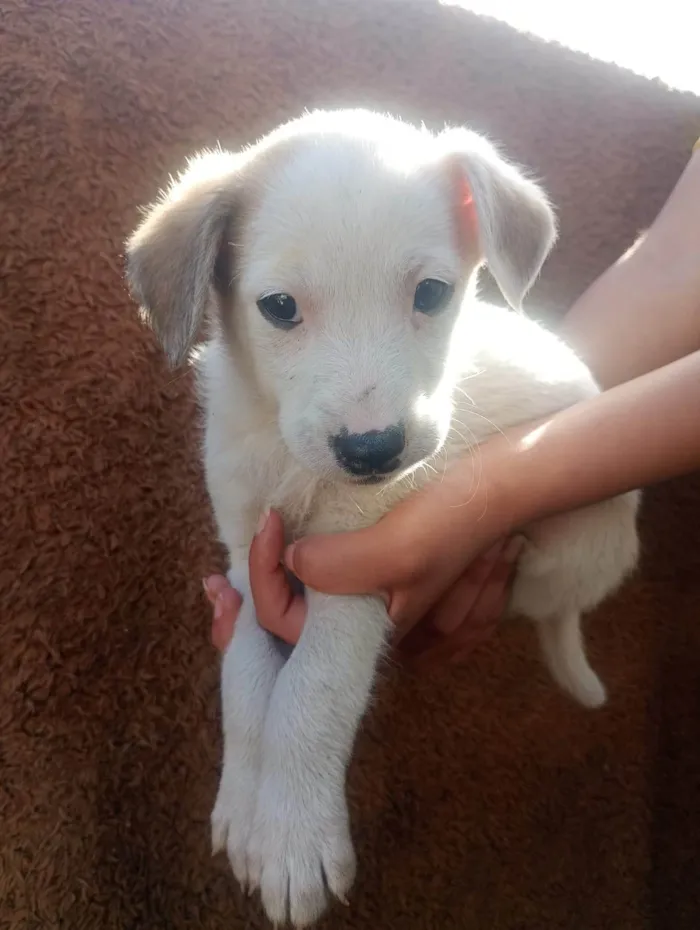 Cachorro ra a SRD-ViraLata idade Abaixo de 2 meses nome Zed