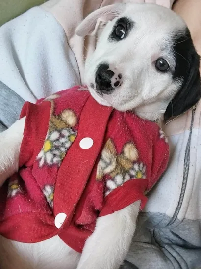 Cachorro raça SRD-ViraLata idade 2 a 6 meses nome Pirata