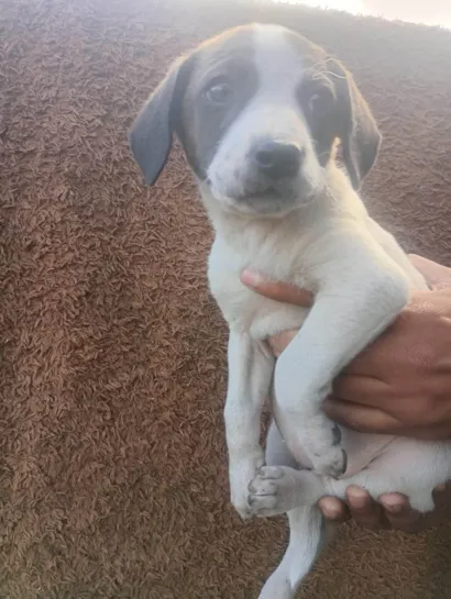 Cachorro raça SRD-ViraLata idade Abaixo de 2 meses nome Frufru