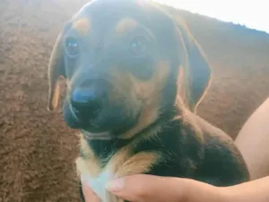 Cachorro raça SRD-ViraLata idade Abaixo de 2 meses nome Amumu