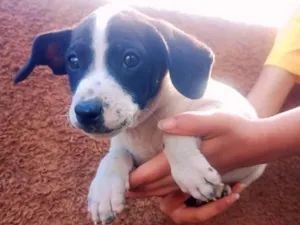 Cachorro raça SRD-ViraLata idade Abaixo de 2 meses nome Bob