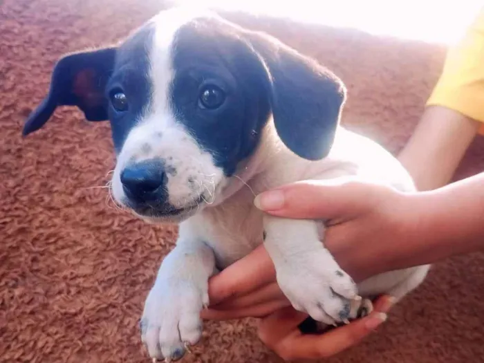 Cachorro ra a SRD-ViraLata idade Abaixo de 2 meses nome Bob