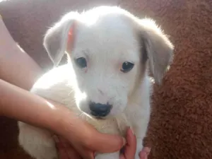 Cachorro raça SRD-ViraLata idade Abaixo de 2 meses nome Zed