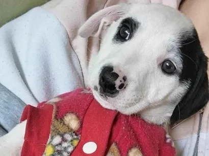 Cachorro raça SRD-ViraLata idade 2 a 6 meses nome Pirata