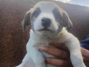 Cachorro raça SRD-ViraLata idade Abaixo de 2 meses nome Max