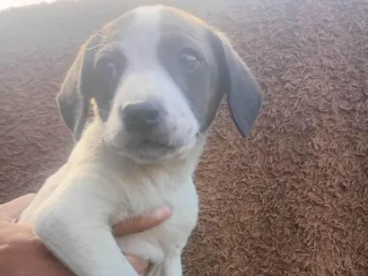 Cachorro raça SRD-ViraLata idade Abaixo de 2 meses nome Frufru