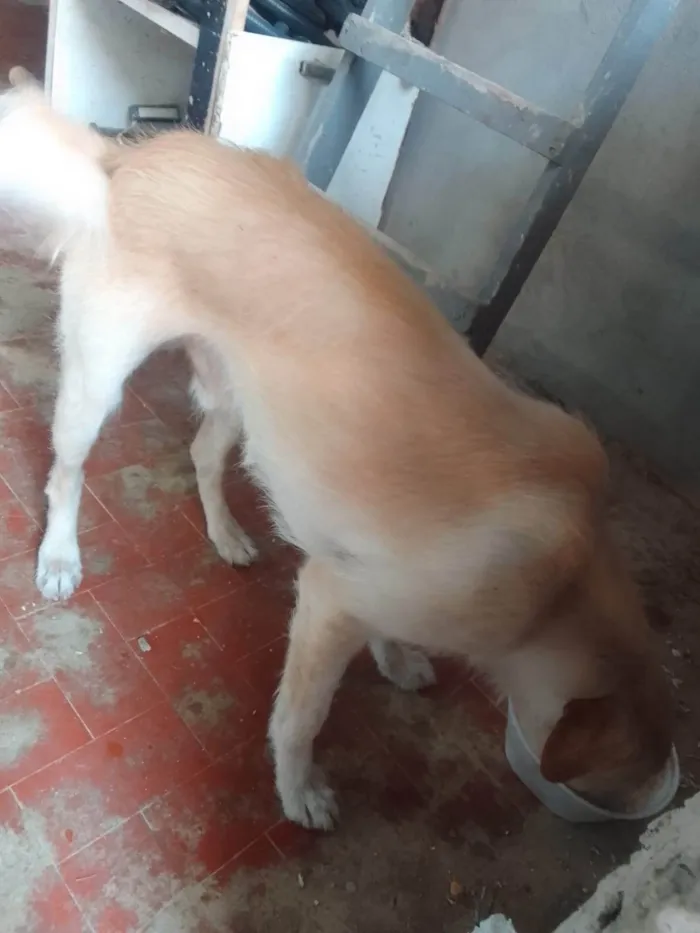 Cachorro ra a SRD-ViraLata idade 2 anos nome billy