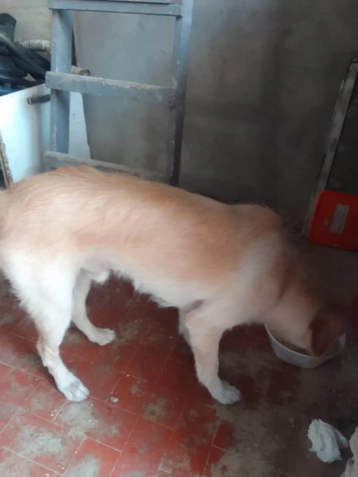 Cachorro ra a SRD-ViraLata idade 2 anos nome billy
