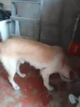 billy