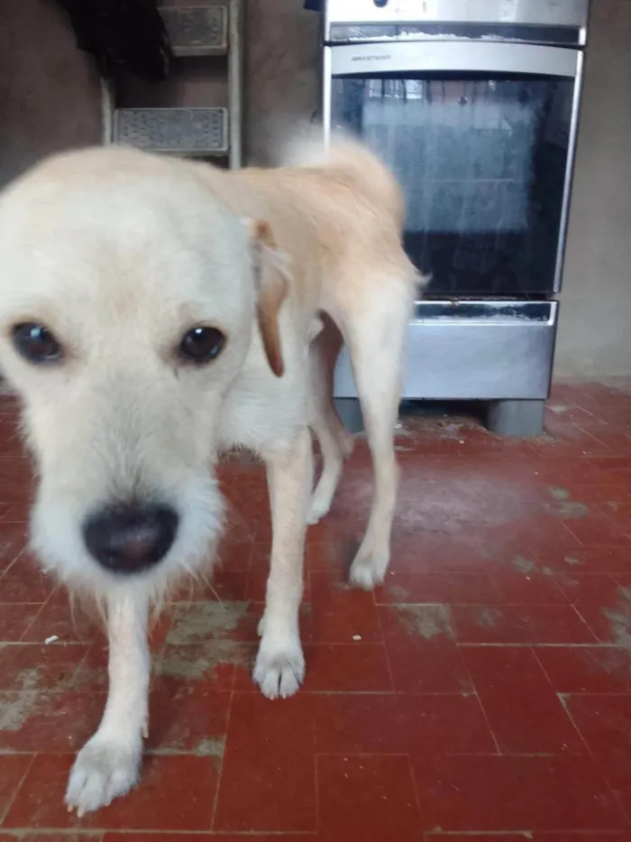 Cachorro ra a SRD-ViraLata idade 2 anos nome billy