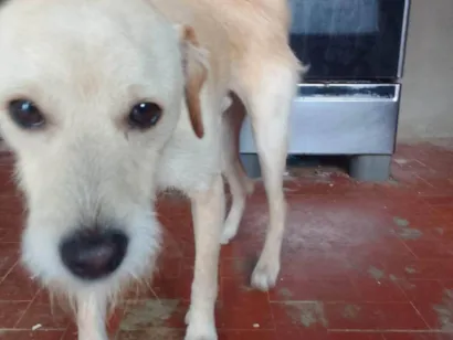 Cachorro raça SRD-ViraLata idade 2 anos nome billy