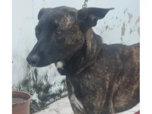 Cachorro raça SRD-ViraLata idade 2 anos nome Waze