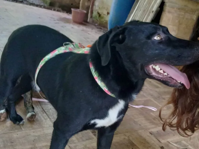 Cachorro ra a SRD-ViraLata idade 2 anos nome Turing