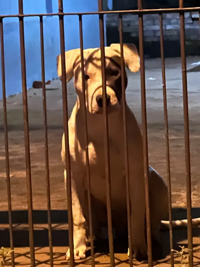 Cachorro ra a Pit-Bull idade 1 ano nome Thanos 