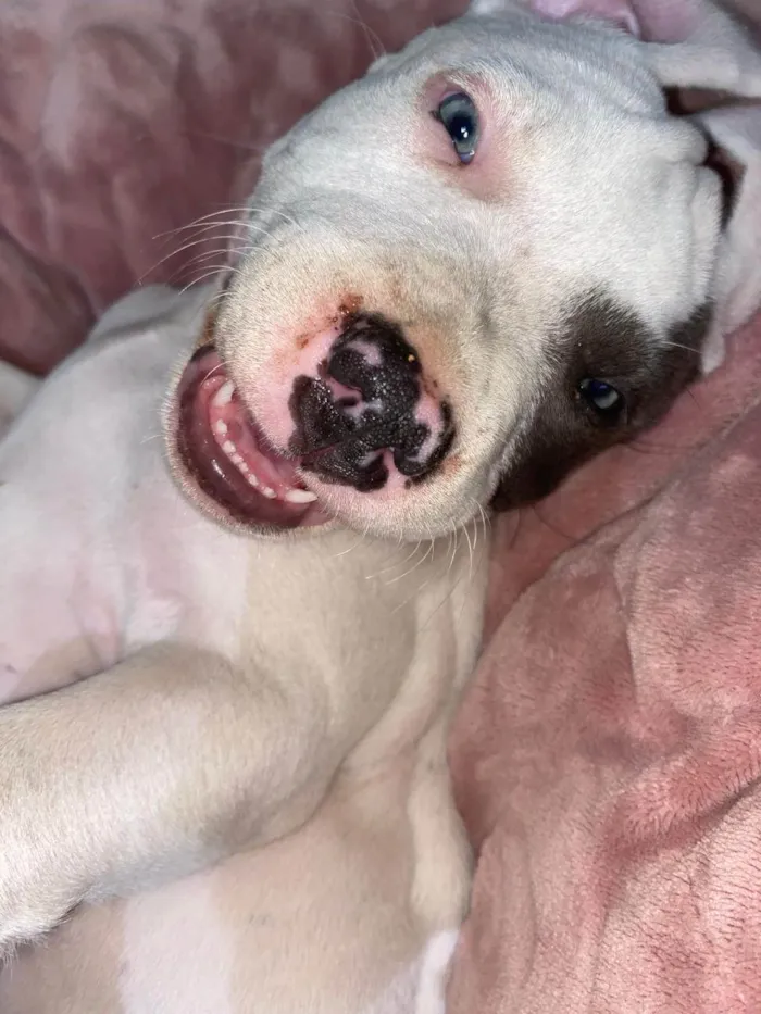 Cachorro ra a Pit-Bull idade 1 ano nome Thanos 