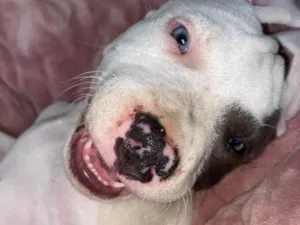 Cachorro raça Pit-Bull idade 1 ano nome Thanos 