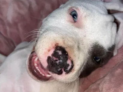 Cachorro raça Pit-Bull idade 1 ano nome Thanos 