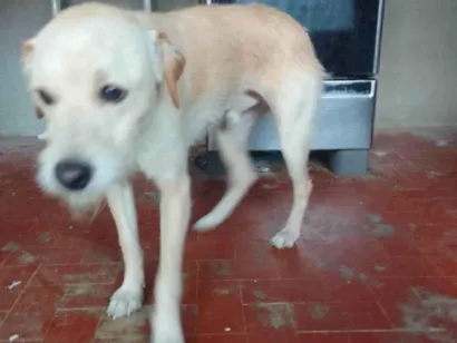 Cachorro raça SRD-ViraLata idade 2 anos nome billy