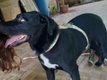 Cachorro raça SRD-ViraLata idade 2 anos nome Turing