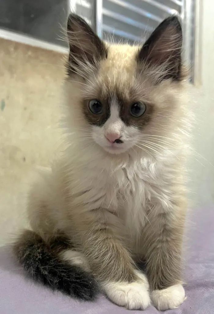 Gato ra a SRD-ViraLata idade Abaixo de 2 meses nome Fofucho