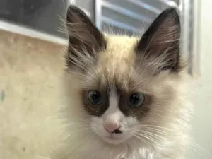 Gato raça SRD-ViraLata idade Abaixo de 2 meses nome Fofucho