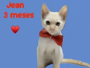 Gato raça SRD-ViraLata idade Abaixo de 2 meses nome Jean