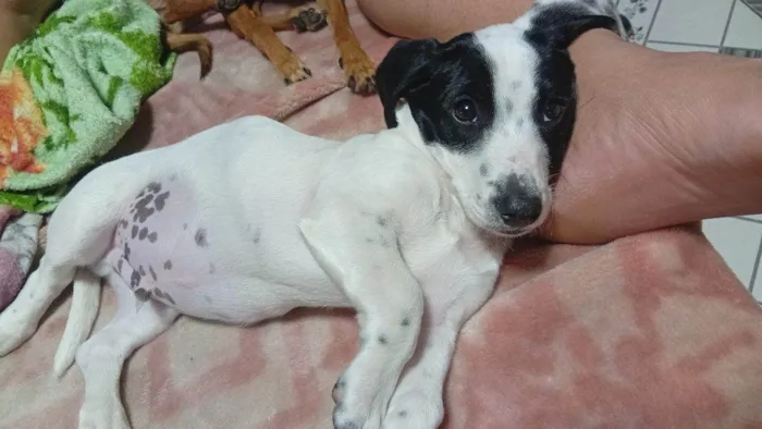 Cachorro ra a SRD-ViraLata idade 2 a 6 meses nome Falar com Mayara - Whats 11 94805-4614