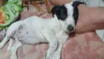 Falar com Mayara - Whats 11 94805-4614