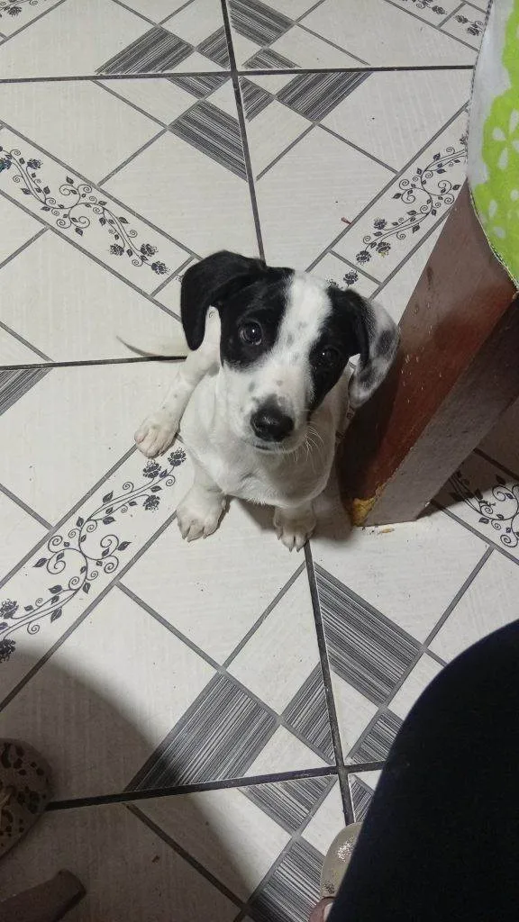 Cachorro ra a SRD-ViraLata idade 2 a 6 meses nome Falar com Mayara - Whats 11 94805-4614