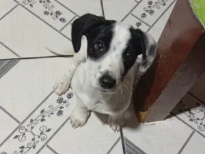 Cachorro raça SRD-ViraLata idade 2 a 6 meses nome Falar com Mayara - Whats 11 94805-4614