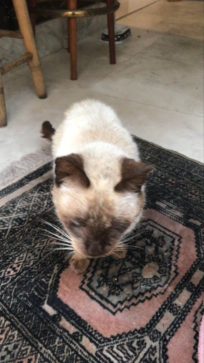 Gato ra a Siamês idade 2 a 6 meses nome Falar com Laura - Whats 11 94036-8461