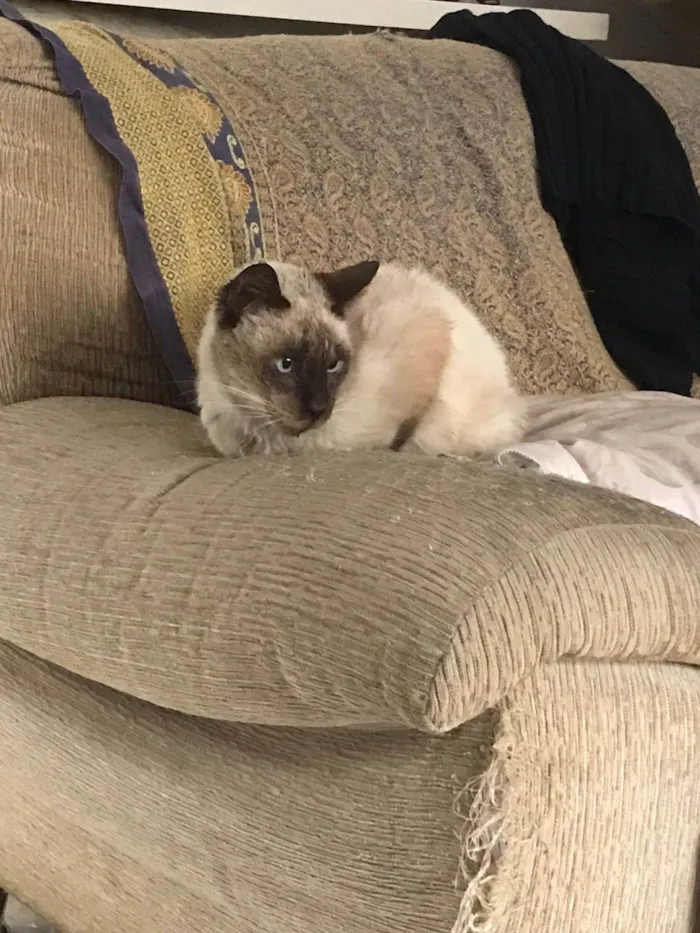 Gato ra a Siamês idade 2 a 6 meses nome Falar com Laura - Whats 11 94036-8461