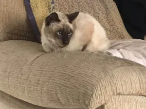 Gato raça Siamês idade 2 a 6 meses nome Falar com Laura - Whats 11 94036-8461