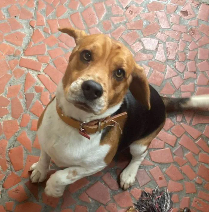 Cachorro ra a Setter idade 2 a 6 meses nome Falar com Lucas - Whats 11 99224-0112