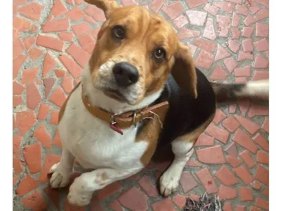 Cachorro raça Setter idade 2 a 6 meses nome Falar com Lucas - Whats 11 99224-0112