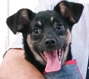 Cachorro raça SRD-ViraLata idade 2 a 6 meses nome FLORA BELA