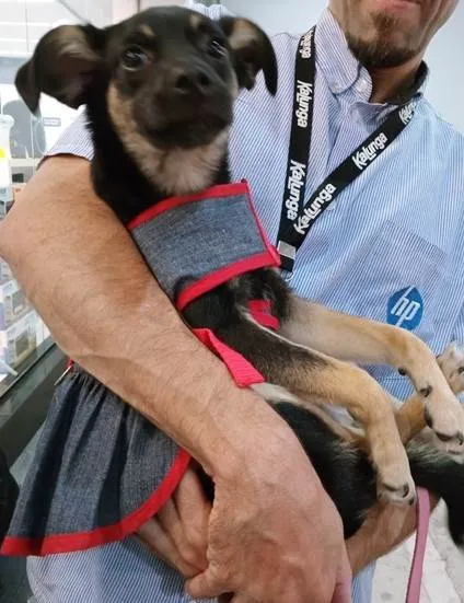 Cachorro ra a SRD-ViraLata idade 2 a 6 meses nome FLORA BELA