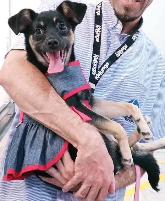 Cachorro ra a SRD-ViraLata idade 2 a 6 meses nome FLORA BELA