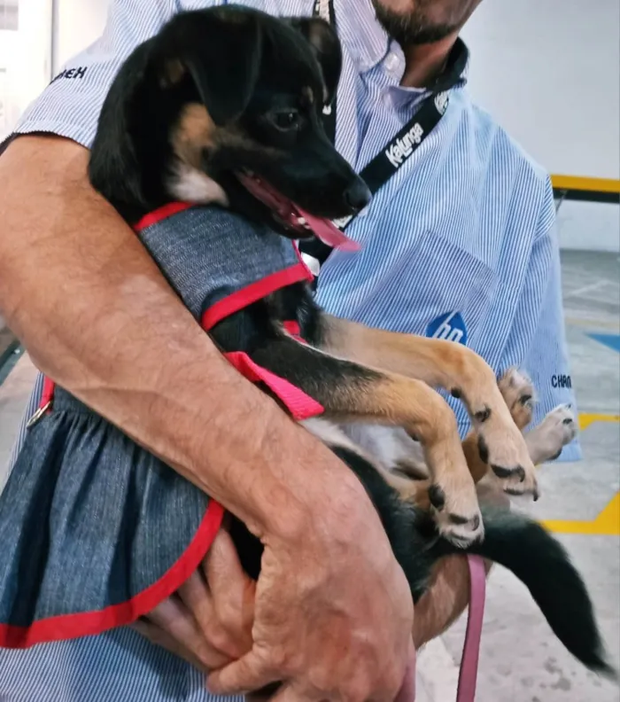 Cachorro ra a SRD-ViraLata idade 2 a 6 meses nome FLORA BELA