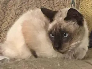 Gato raça Siamês idade 2 a 6 meses nome Falar com Laura - Whats 11 94036-8461