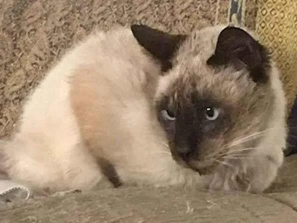 Gato ra a Siamês idade 2 a 6 meses nome Falar com Laura - Whats 11 94036-8461