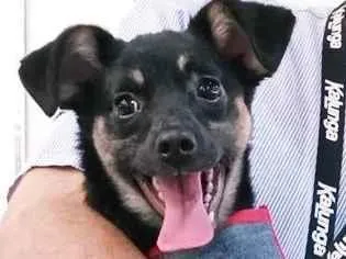 Cachorro raça SRD-ViraLata idade 2 a 6 meses nome FLORA BELA