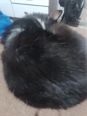 Gato raça SRD-ViraLata idade 1 ano nome Vários gatos