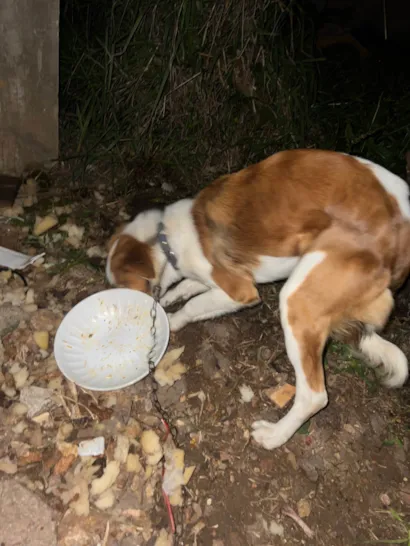 Cachorro raça SRD-ViraLata idade 7 a 11 meses nome Não tem