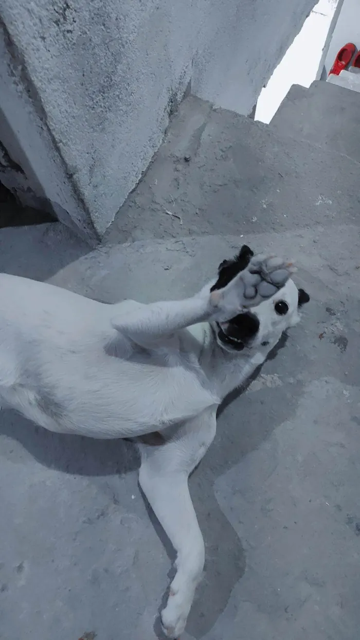 Cachorro ra a SRD-ViraLata idade 1 ano nome Pirata
