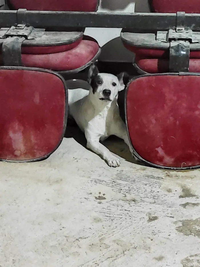Cachorro ra a SRD-ViraLata idade 1 ano nome Pirata