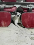 Pirata