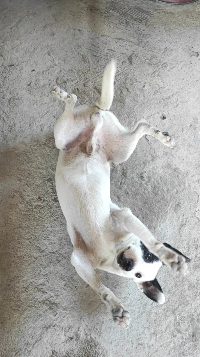 Cachorro ra a SRD-ViraLata idade 1 ano nome Pirata