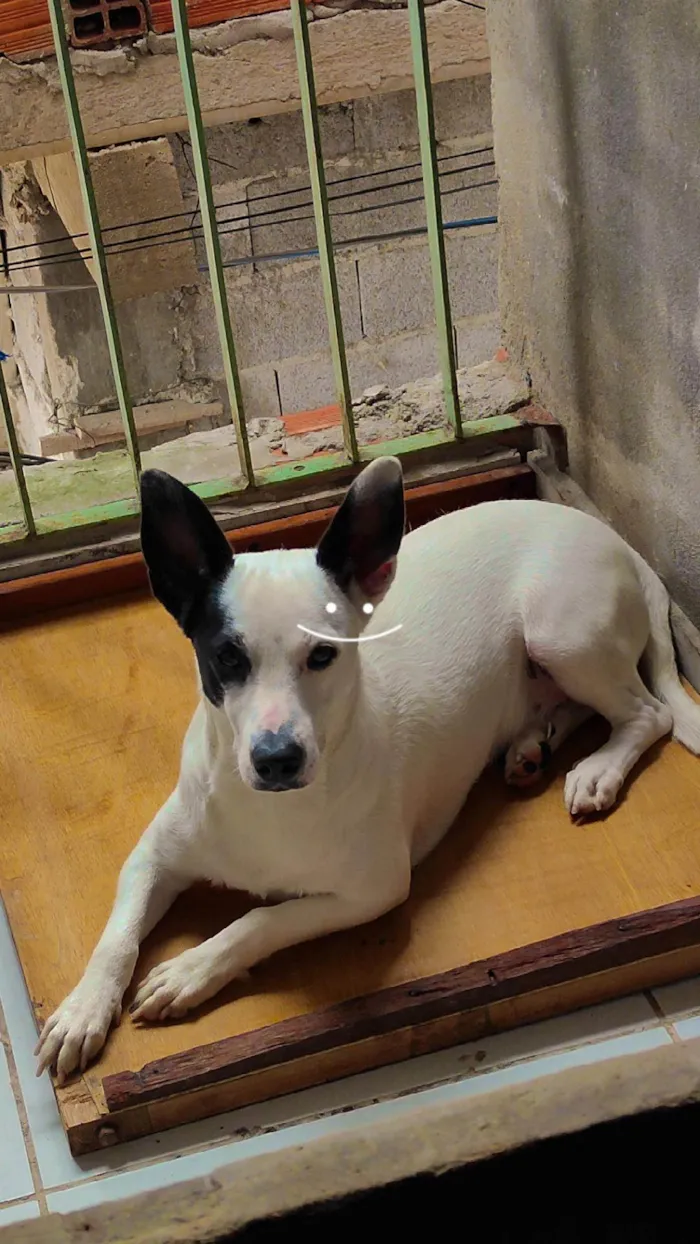 Cachorro ra a SRD-ViraLata idade 1 ano nome Pirata